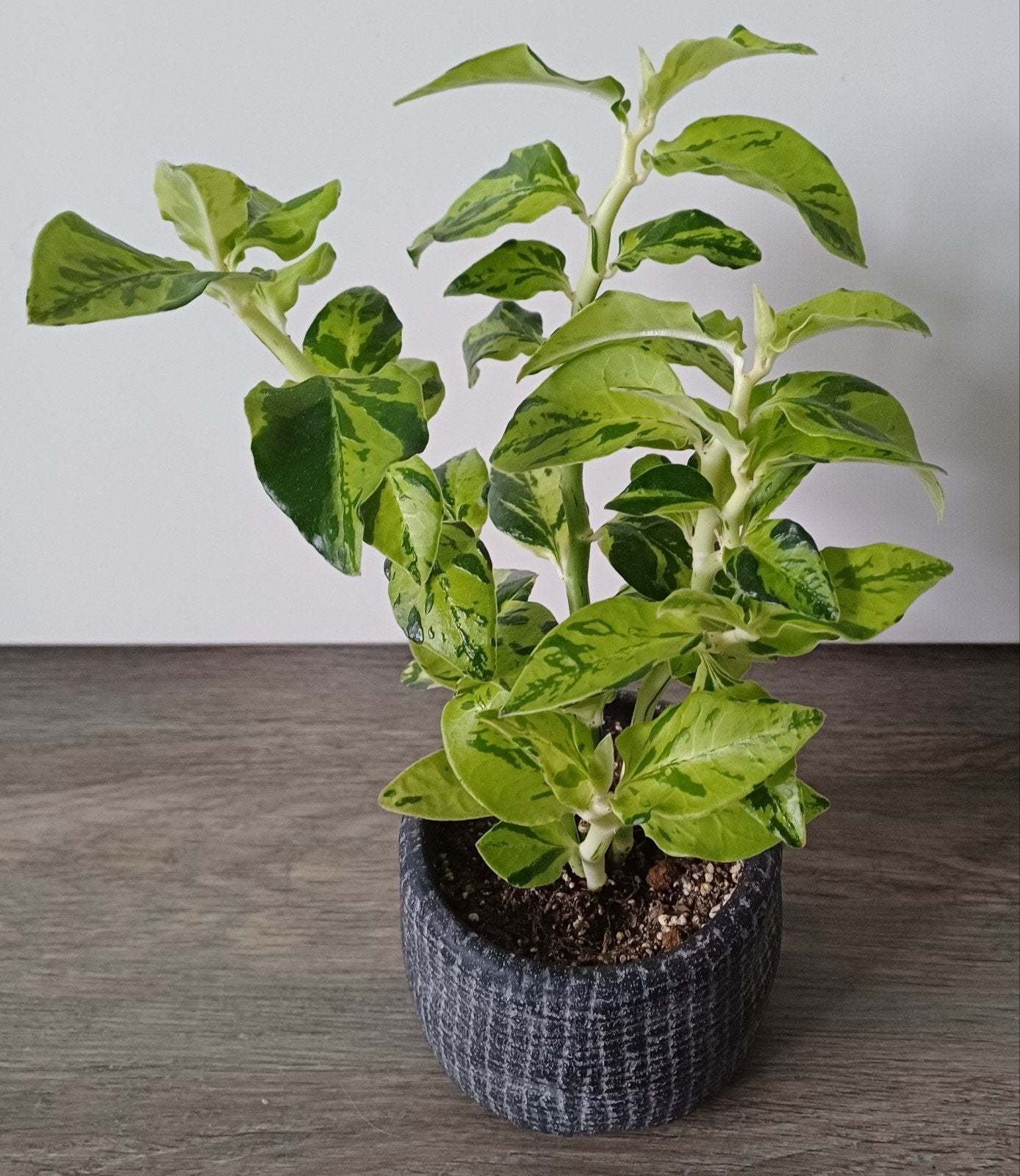 Mooie en bijzondere kamerplant,  "Duivelsrug" in leuke pot., Ophalen, Overige soorten, Halfschaduw, In pot