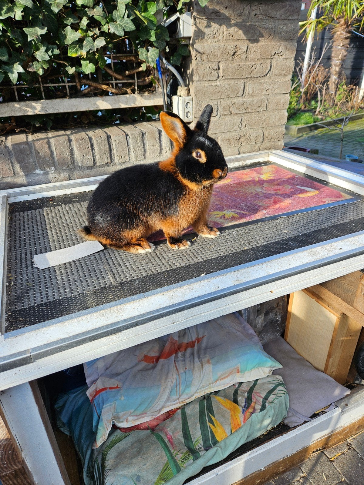 Mooie raszuivere black tan ram te koop, Dieren en Toebehoren, Konijnen, Mannelijk, Klein, 0 tot 2 jaar