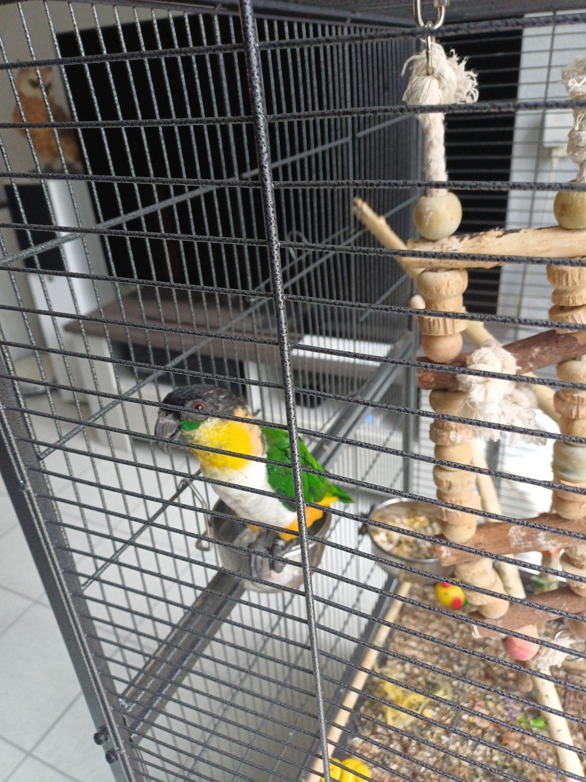 te koop , tamme zwartkop caique., Mannelijk, Papegaai, Tam