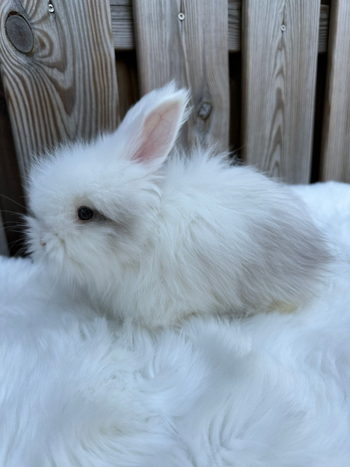Ras zuivere Engelse Angora, Meerdere dieren, Middelgroot