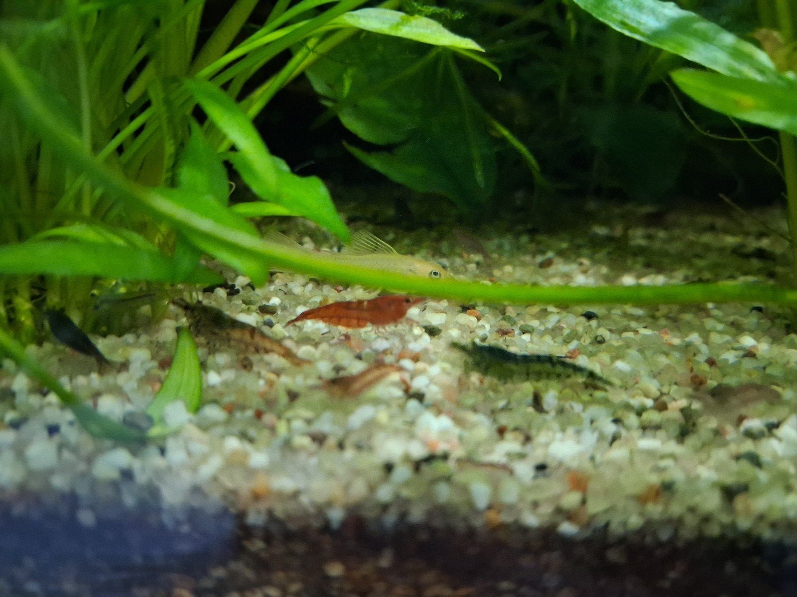 Neocaridina garnalen 100 stuks, Dieren en Toebehoren, Kreeft, Krab of Garnaal