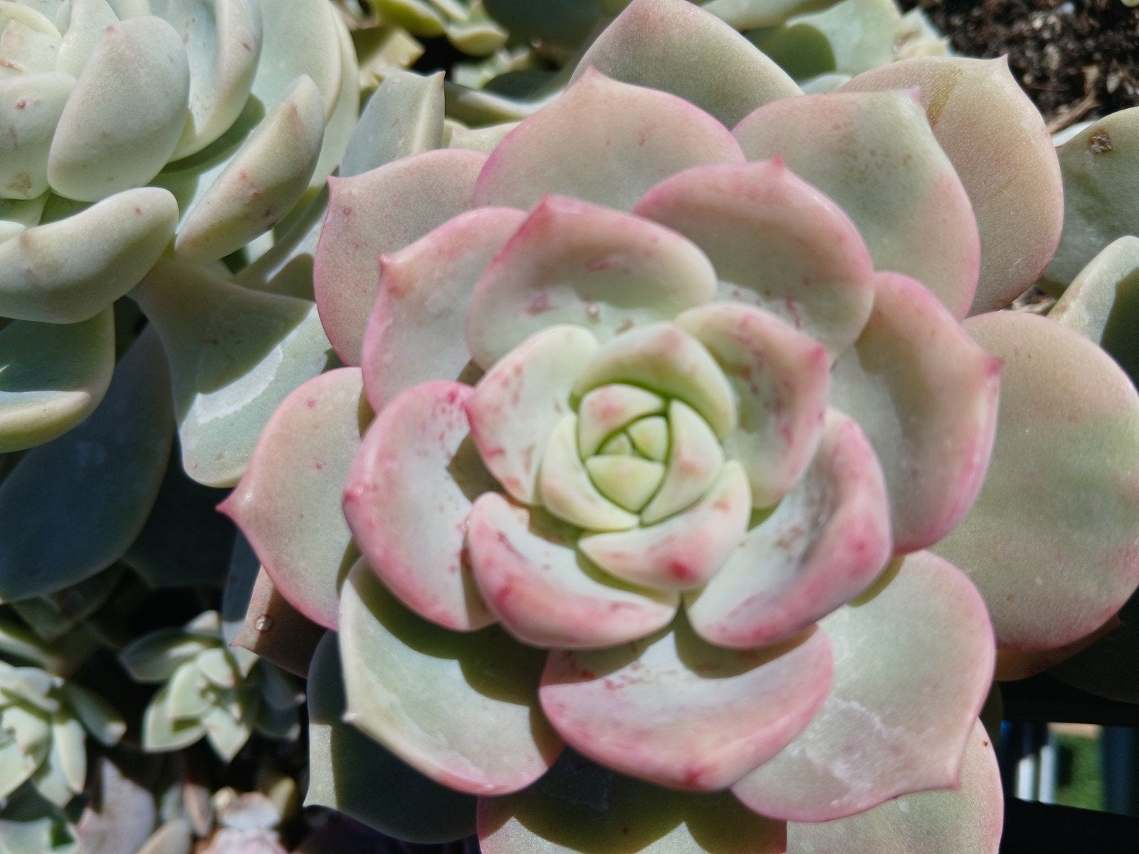 Vetplant succulent, Ophalen of Verzenden, Halfschaduw, Minder dan 100 cm