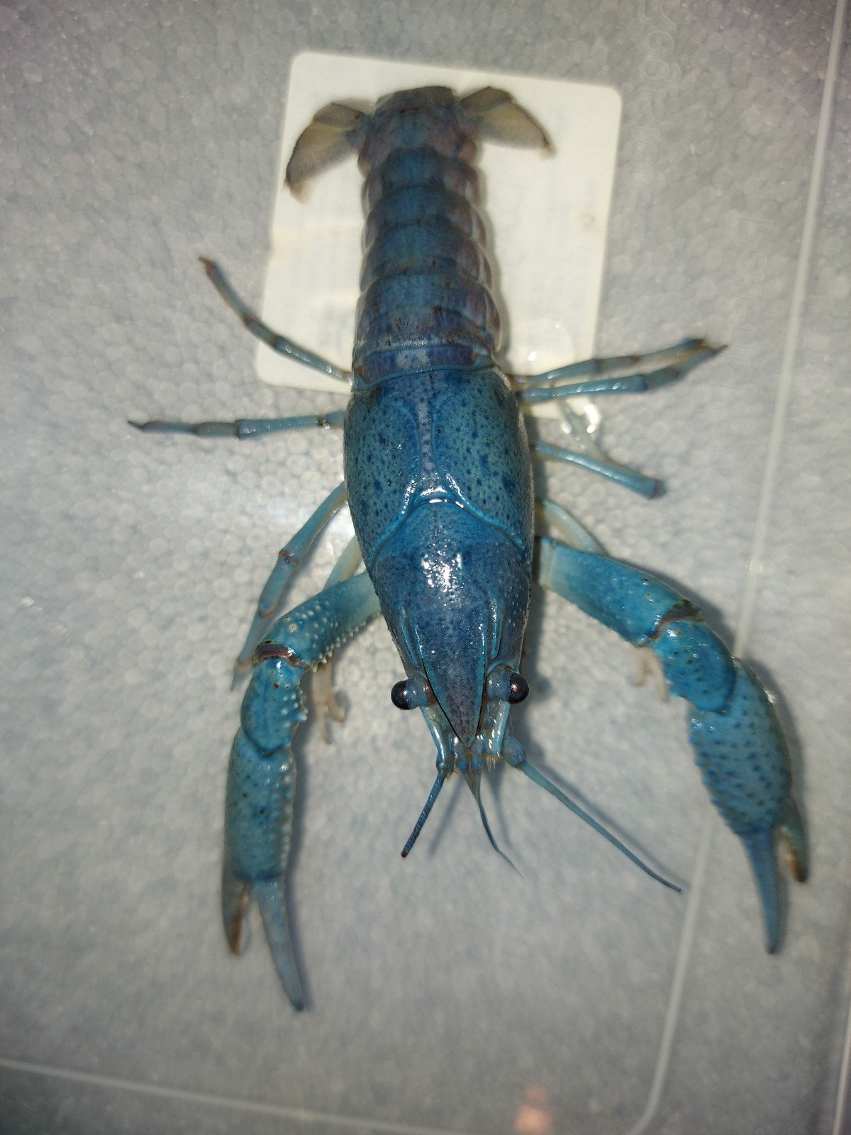 Blauwe Florida Kreeften Man, Vis, Zoetwatervis