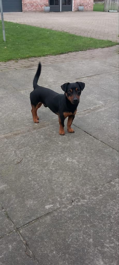 Dekreu black and tan jack russel, Parvo, Reu, Meerdere, 3 tot 5 jaar
