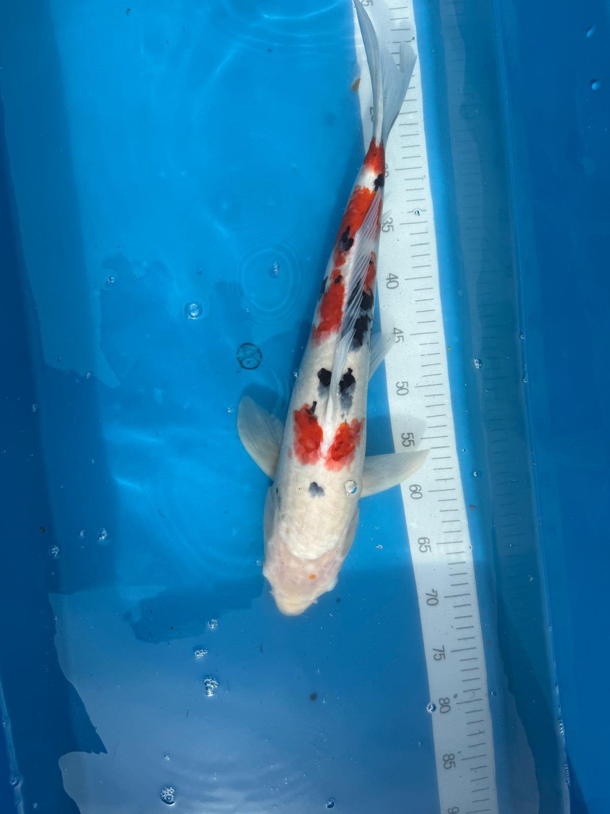 Prachtige koi, Karper of Koi