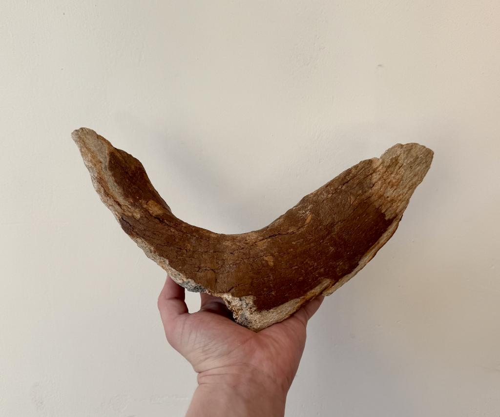 Mammoet Kaak Kin Fossiel Noordzee, Verzamelen, Mineralen en Fossielen, Ophalen of Verzenden, Fossiel