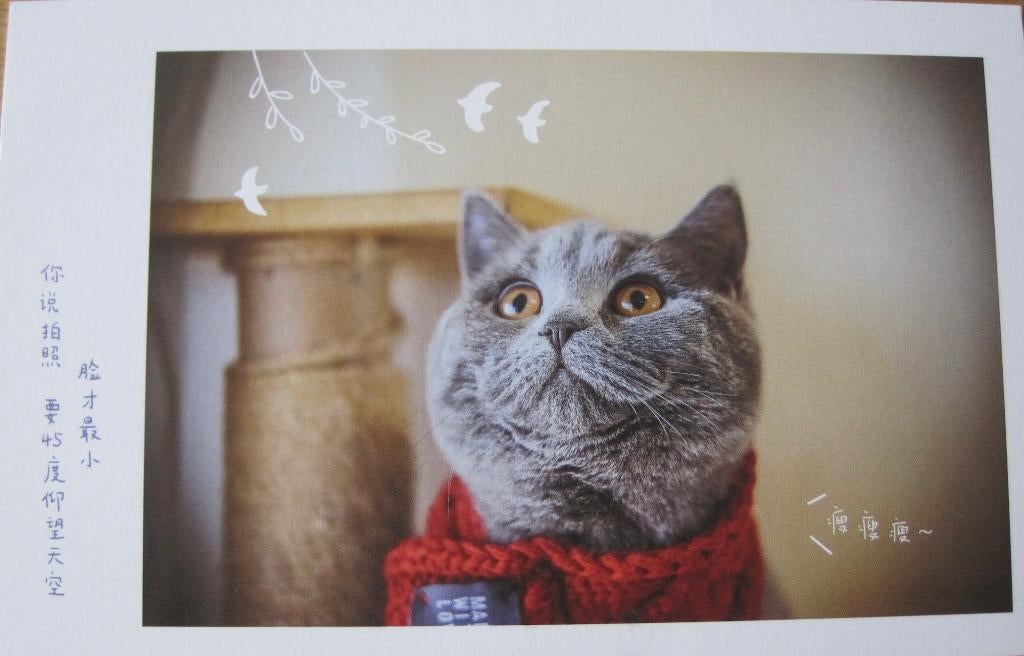 poes met rode gebreide sjaal - ansichtkaart uit China, Verzamelen, Verzenden, 1980 tot heden, Gelopen, Hond of Kat