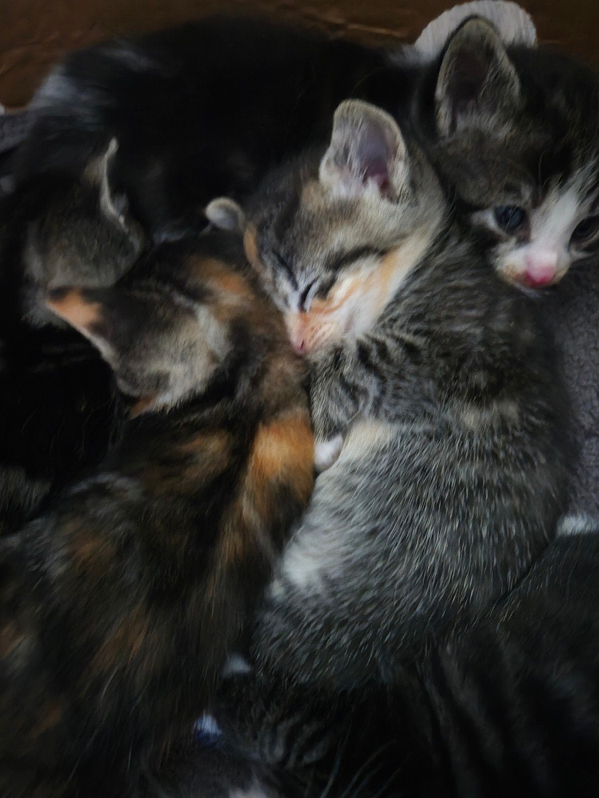 Kittens, Meerdere dieren, Kortharig, 0 tot 2 jaar