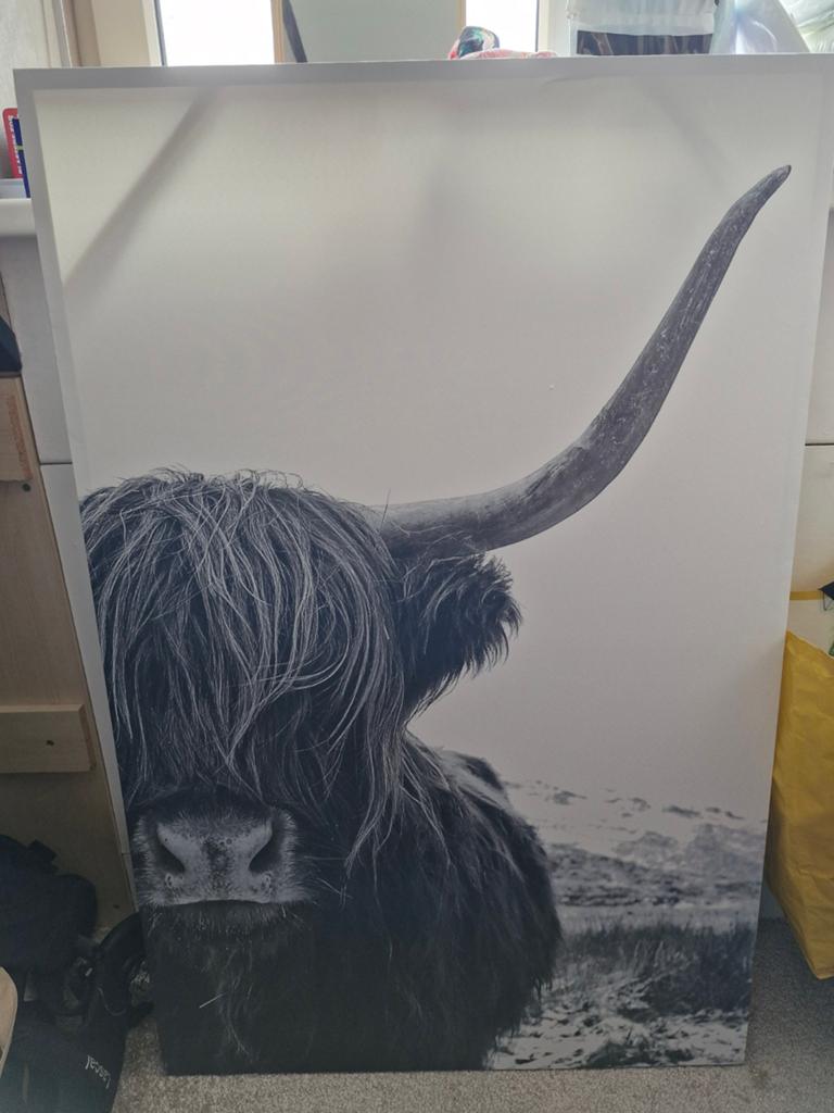Groot zwart-wit canvas Schotse Hooglander (115x75 cm), Ophalen, 75 tot 100 cm, 75 cm of meer, Print