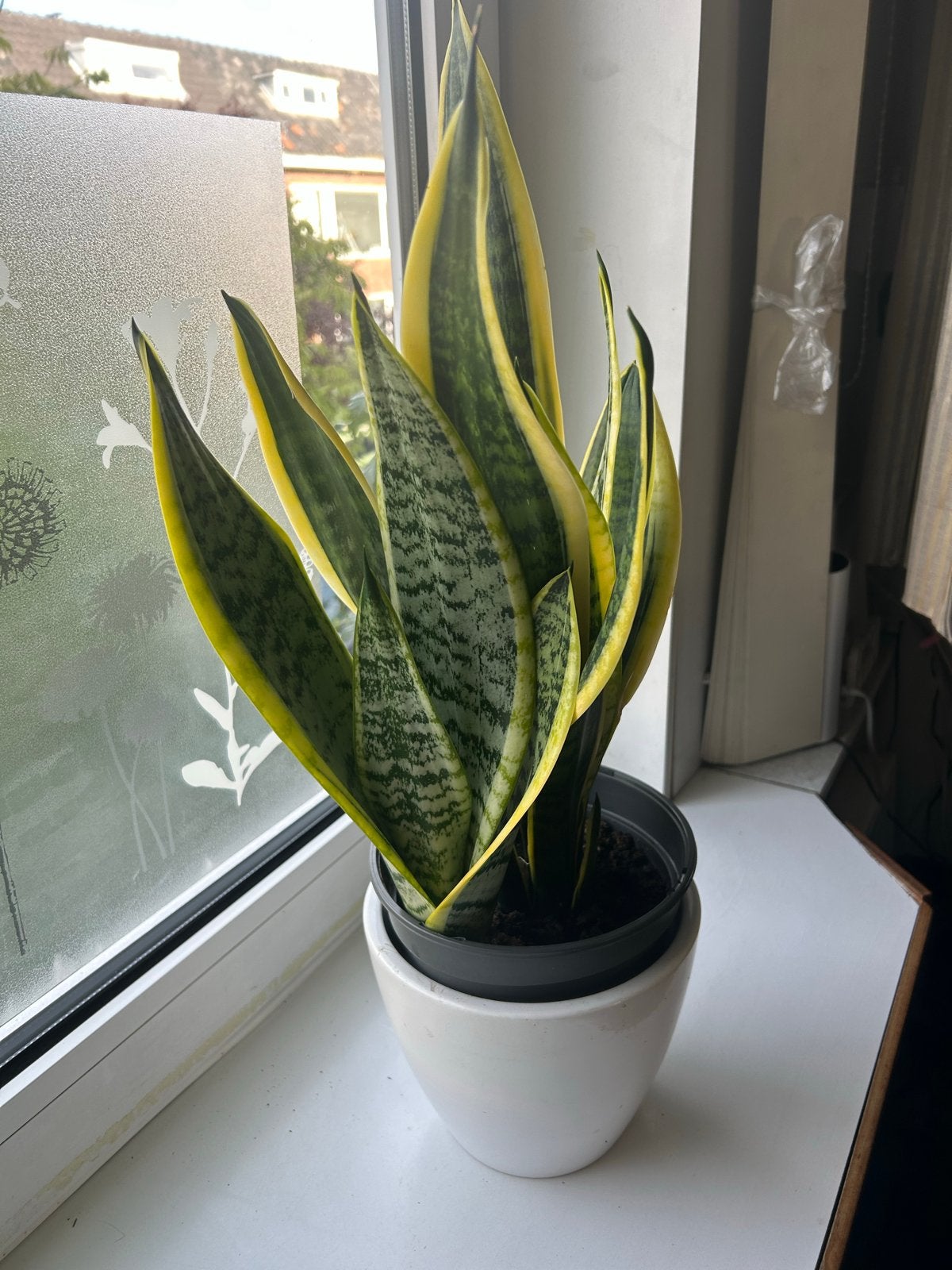 Sansevieria (Vrouwentong) in pot, Overige soorten, In pot, Minder dan 100 cm, Groene kamerplant
