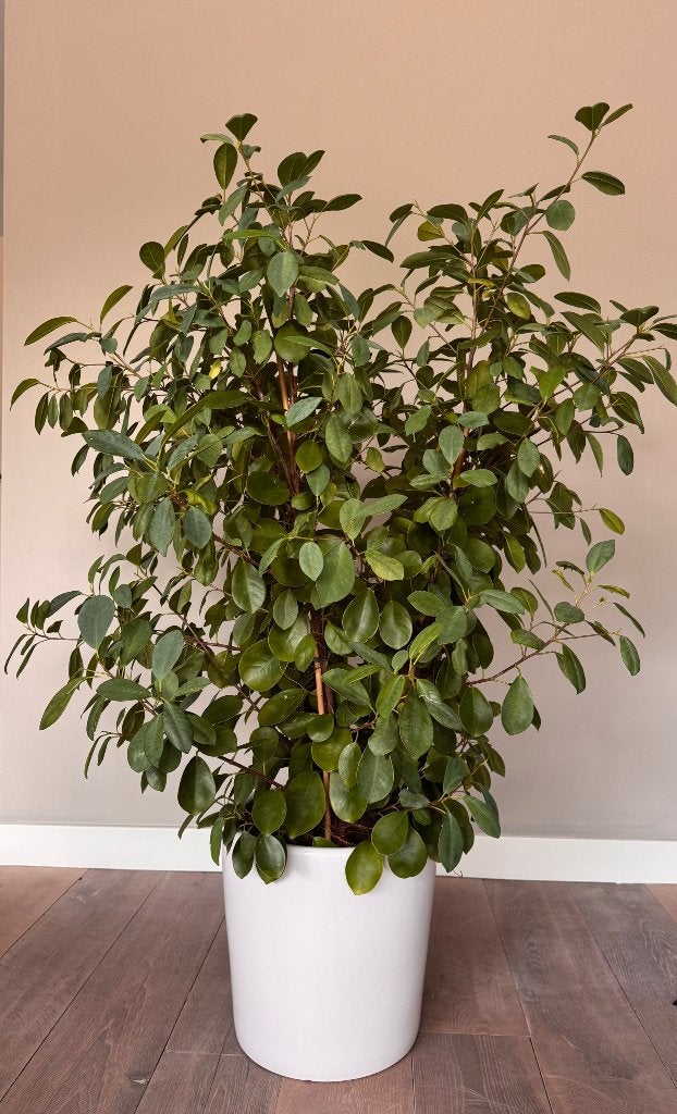 Mooie Ficus microcarpa Moclame 120 cm, Huis en Inrichting, Ophalen, Ficus, Halfschaduw, 100 tot 150 cm