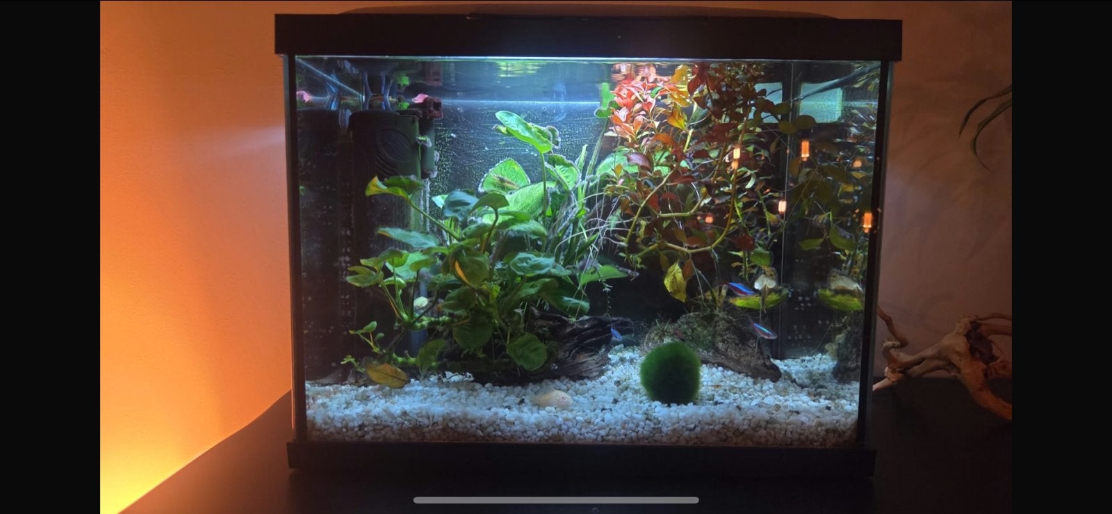 Aquarium met visjes en garnalen, Dieren en Toebehoren, Ophalen