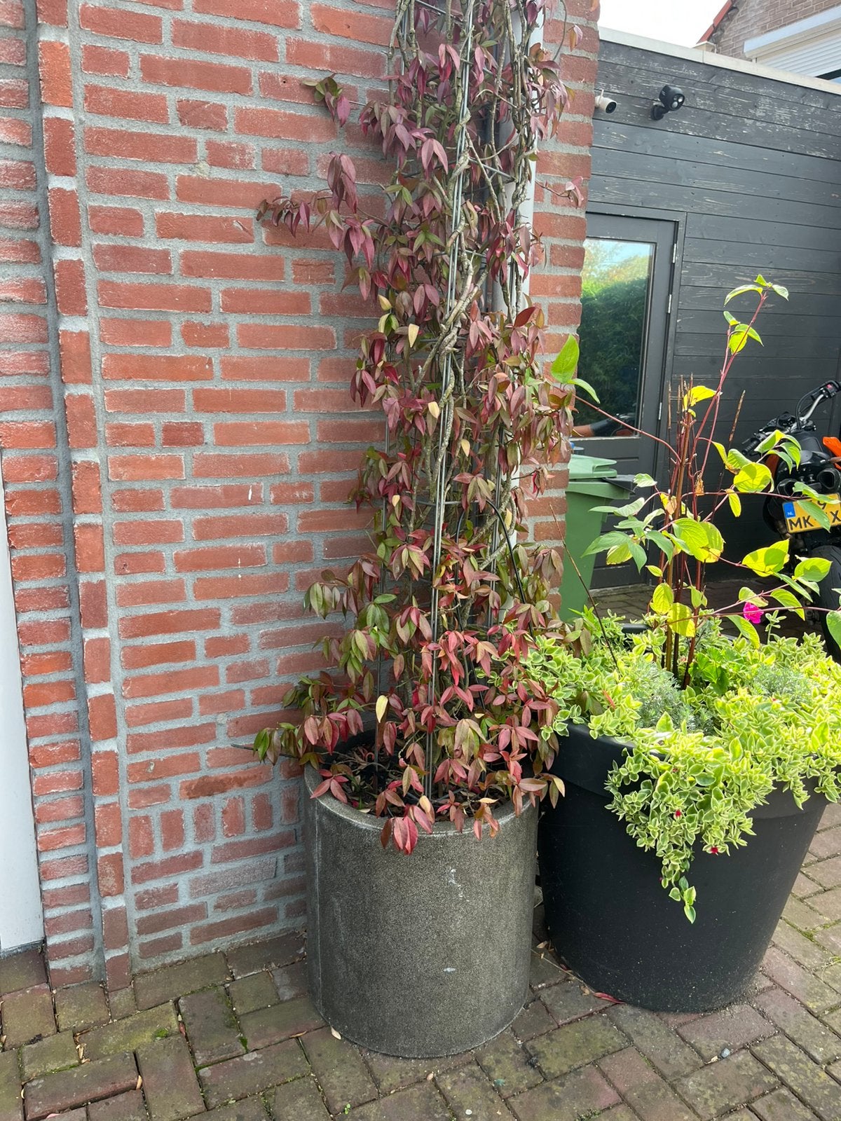 Grote buitenpot met daarin klimrek met toscaanse jasmijn, Overige soorten, 100 tot 250 cm, Zomer, Ophalen