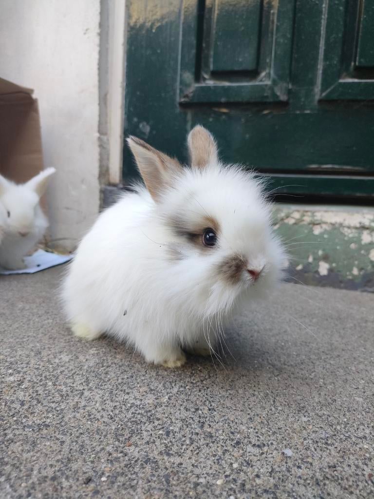 6 jonge konijntjes, Dieren en Toebehoren, Meerdere dieren, Dwerg, Hangoor, 0 tot 2 jaar