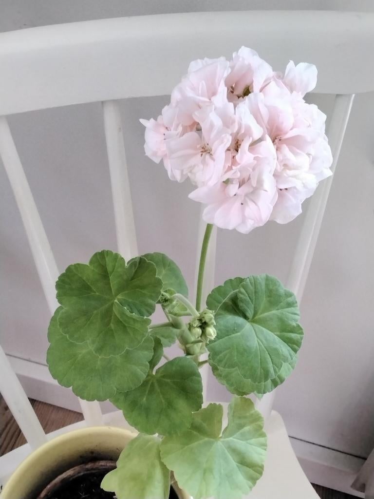 Stekken pelargonium Mårbacka Selma Lagerlöf geranium, Overige soorten, Volle zon, Vaste plant, Verzenden