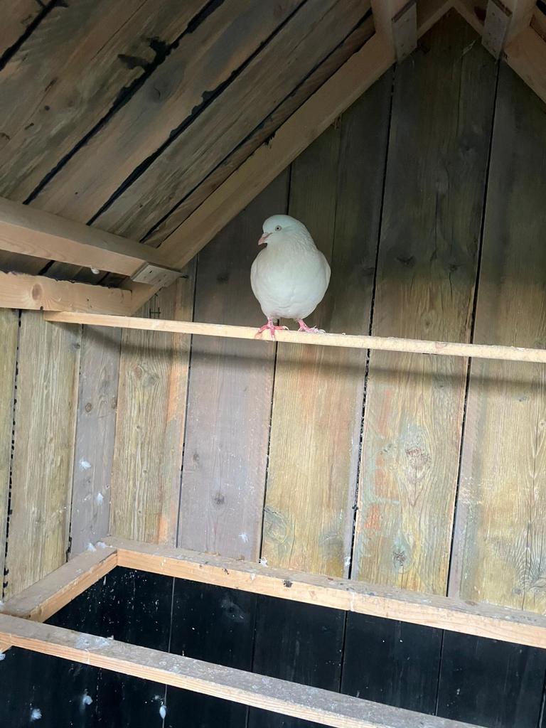 Twee jonge raszuivere Hagenaars (vliegtype), Meerdere dieren