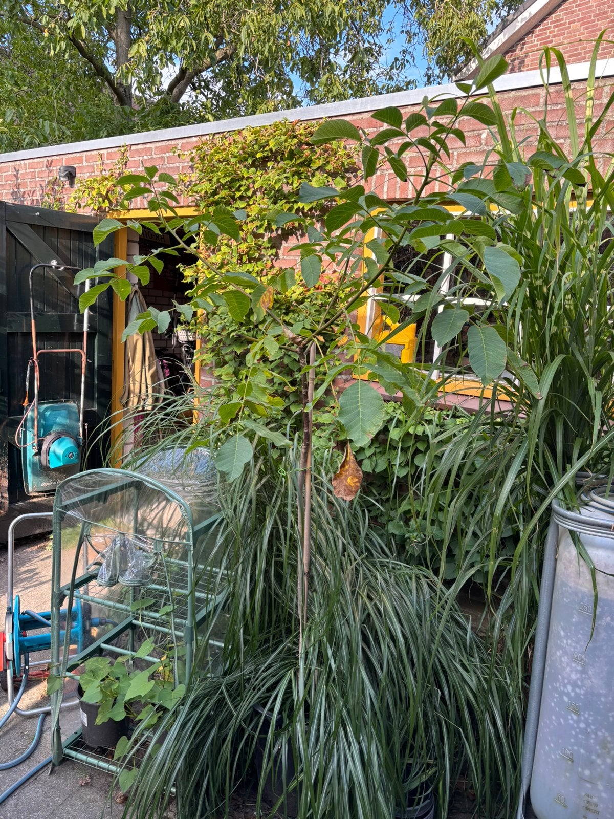 Walnoot, juglans regia, Tuin en Terras, Planten | Bomen, Ophalen, In pot, Volle zon, Overige soorten