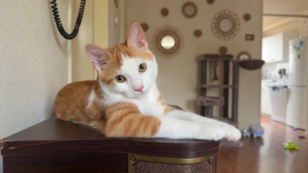 Milo bijna 5 maanden oud. Zoekt een huis met extra ruimte!, Kater, Kortharig, 0 tot 2 jaar