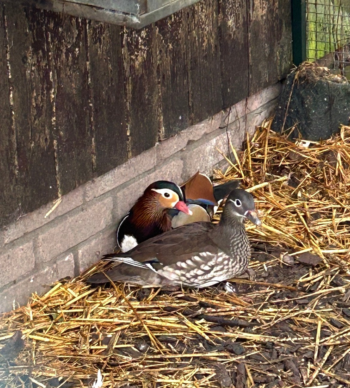 Koppel mandarijneenden wildkleur, Dieren en Toebehoren, Meerdere dieren, Geringd