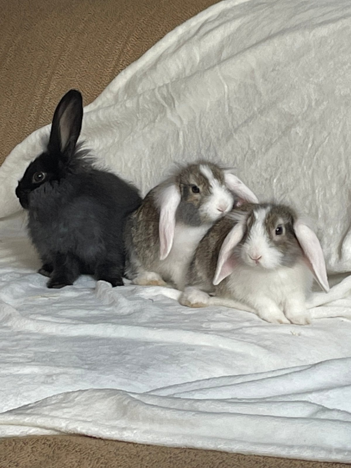 Lieve tamme fluffie Hangoor konijntjes 2mnd oud, Dieren en Toebehoren, Meerdere dieren, Dwerg, Hangoor