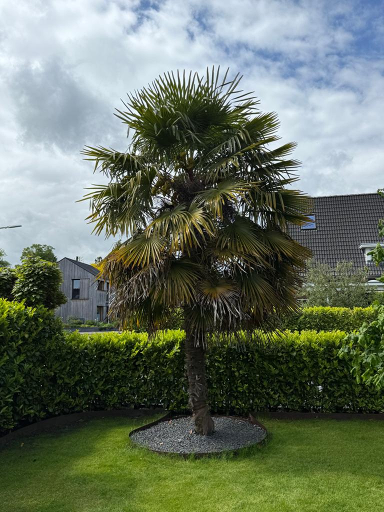 Grote Palmboom gratis af te halen, Volle zon, Vaste plant, Bloeit niet, Ophalen