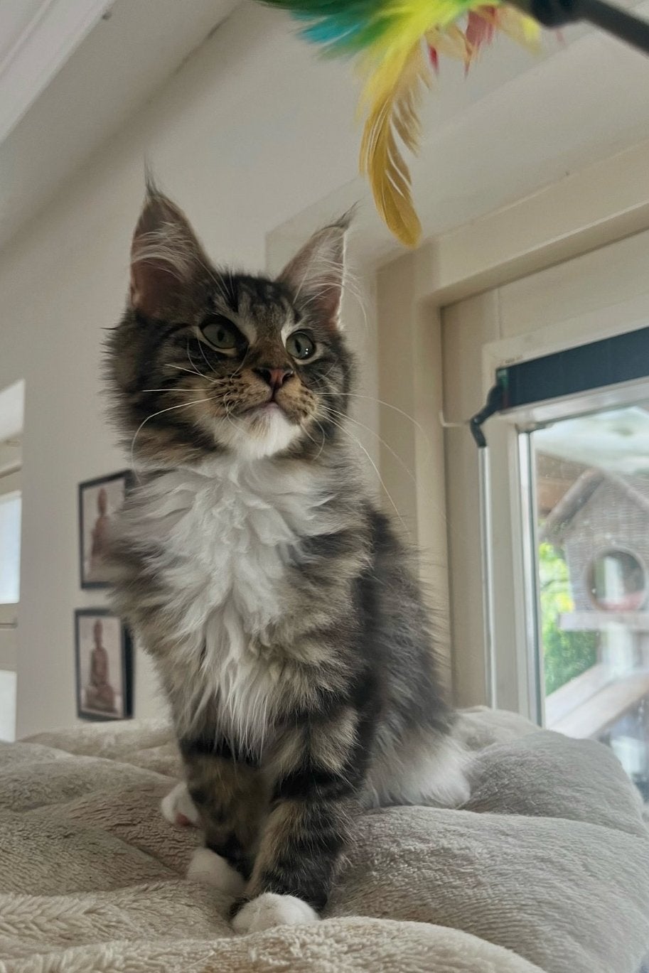 Maine Coon kittens, klaar om te verhuizen 🐾🧳, Meerdere dieren, Gechipt