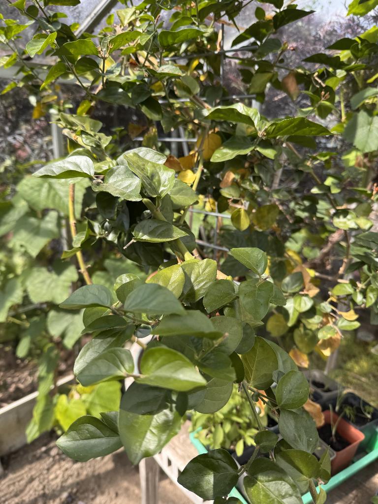 Melati (Indische jasmijn), Ophalen, Volle zon, Vaste plant, Klimplanten