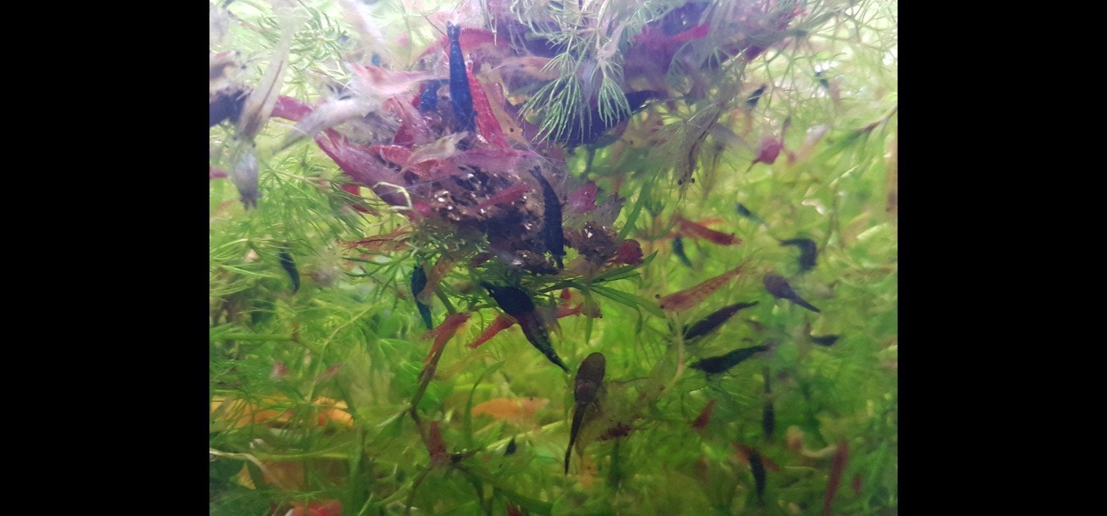 Neocaridina mix kleur op kraanwater, Dieren en Toebehoren, Kreeft, Krab of Garnaal, Zoetwatervis, Schoolvis