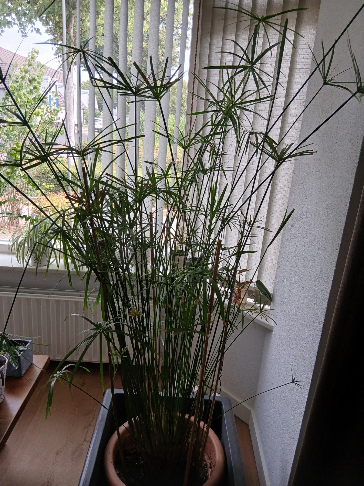 Stekjes van de parapluplant (Cyperus alternifolius), Ophalen, Volle zon