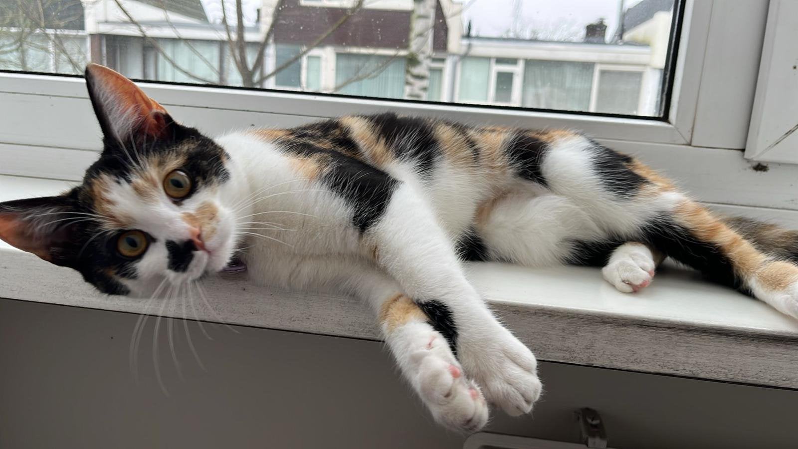 Lieve speels kat appie buitenkat, Dieren en Toebehoren, Poes