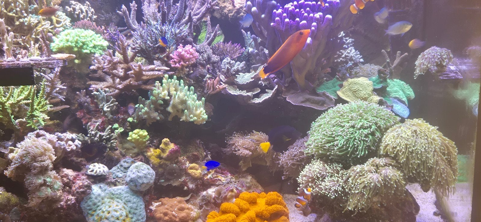 Verschillende soorten stekken koraal, Dieren en Toebehoren, Overige typen, Zoutwatervis