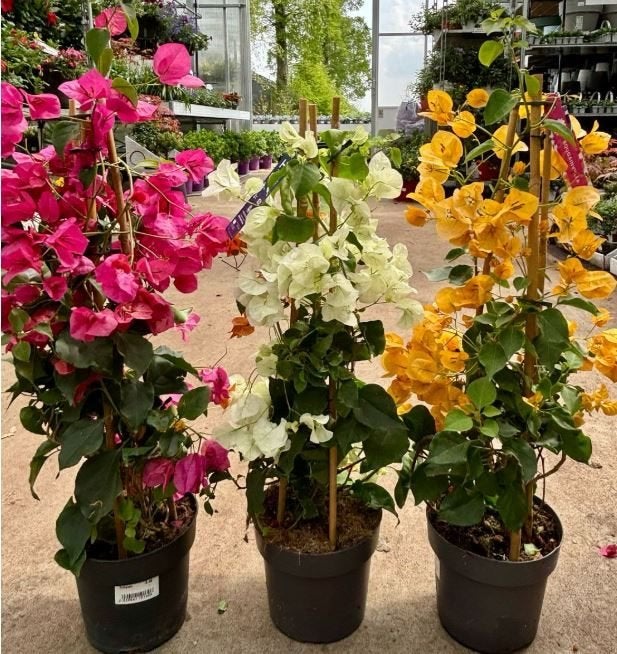 Gezocht: Bougainvillea, Ophalen of Verzenden, Overige soorten, Volle zon