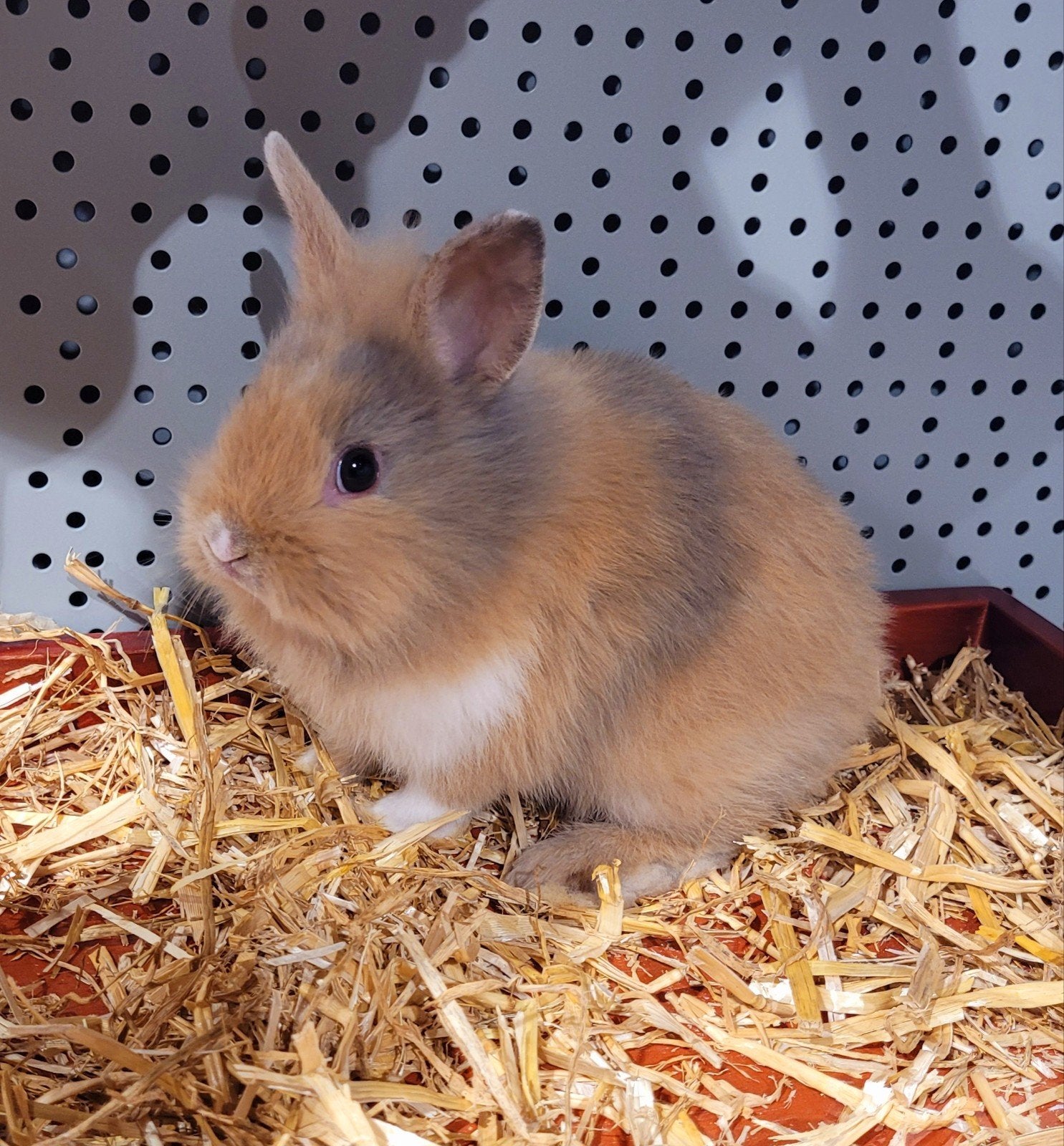 konijntjes jong super lief en echt super tam., Meerdere dieren, Dwerg