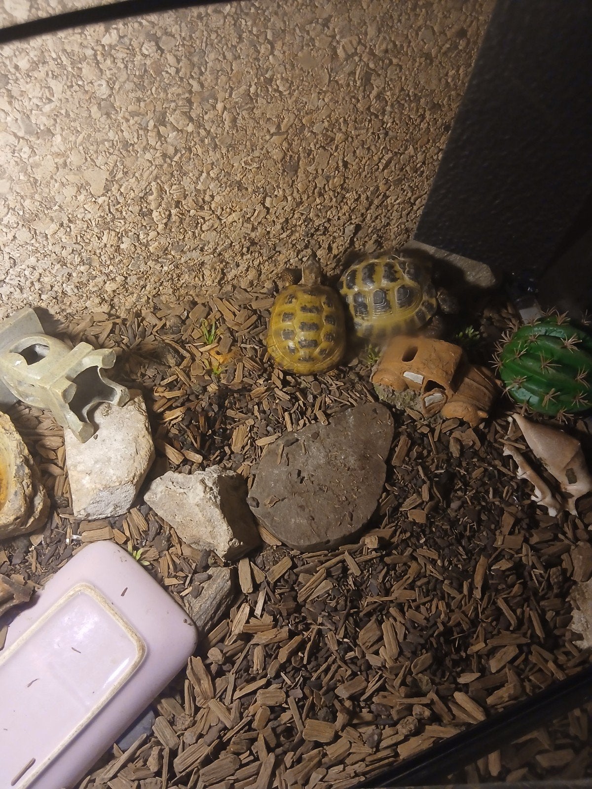 Griekse landschildpadden Tortoise photo 3