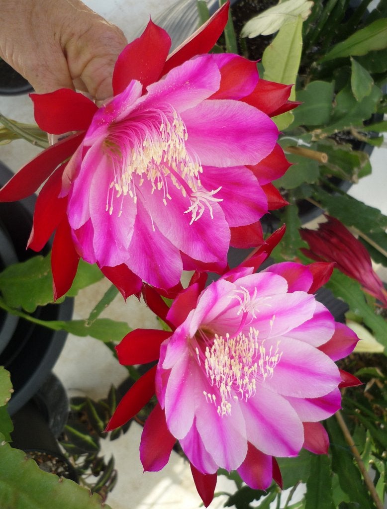 cactus - Epiphyllum EMMET KELLY, Ophalen of Verzenden, Cactus, Volle zon, Minder dan 100 cm