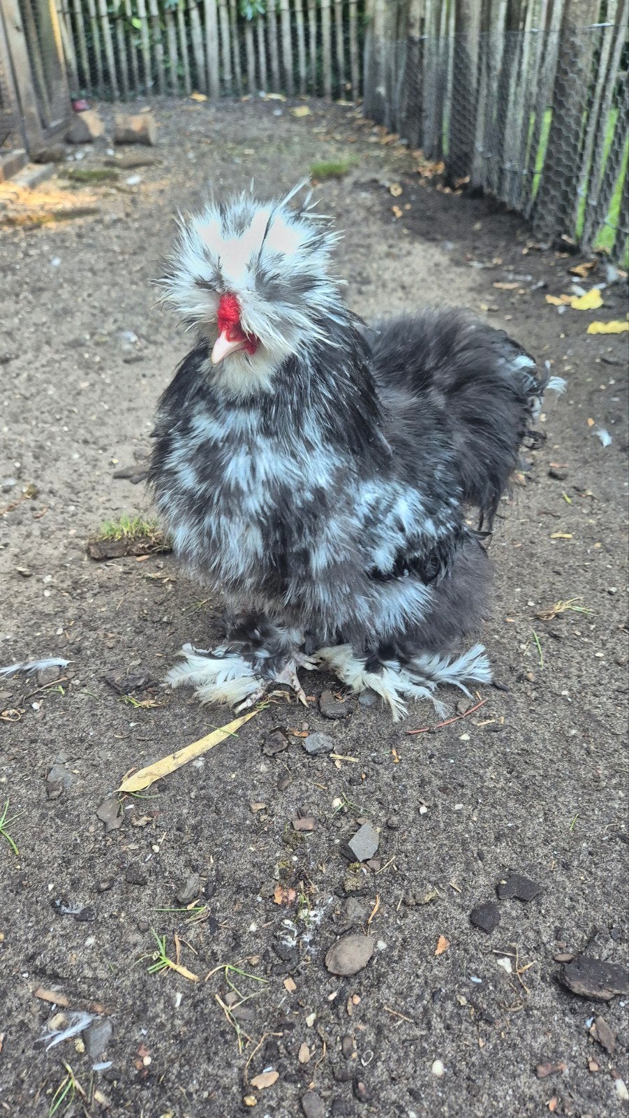 zijdehoen haantje, Dieren en Toebehoren, Mannelijk, Kip