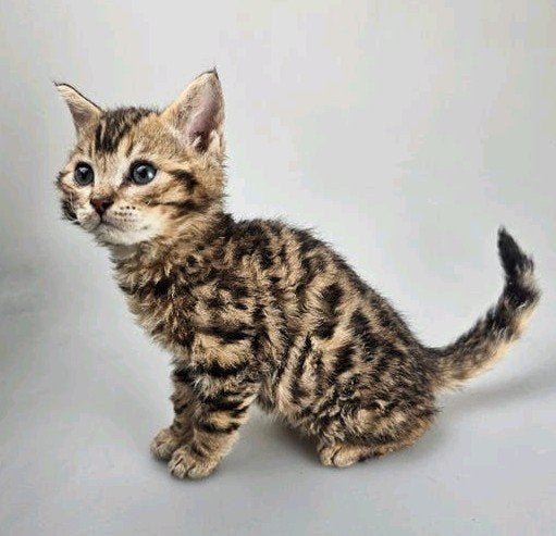 Rex x bengaal poesje kitten compleet gevaccineerd gechipt, Dieren en Toebehoren, Poes, Kortharig, 0 tot 2 jaar