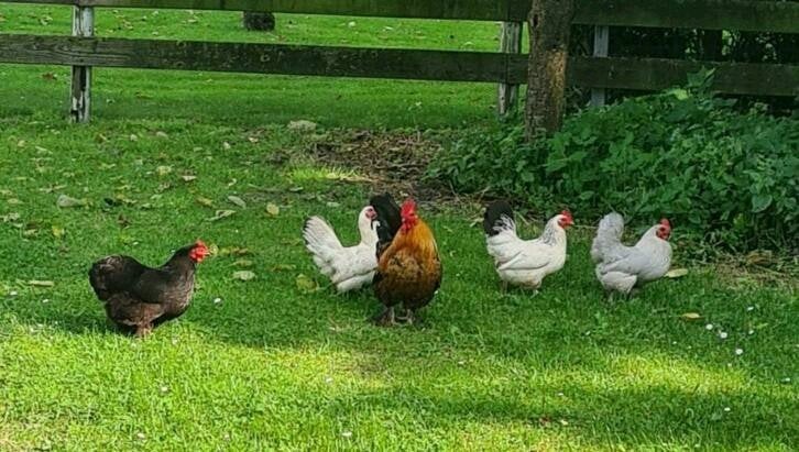 Gezocht! Kippen hanen kalkoenen etc, Meerdere dieren, Kalkoen