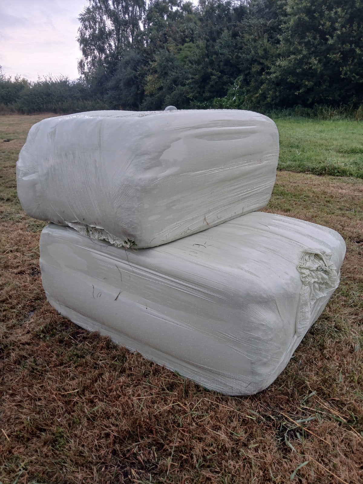 Grote balen kuilgras, perfect voor veevoer, Ophalen of Verzenden
