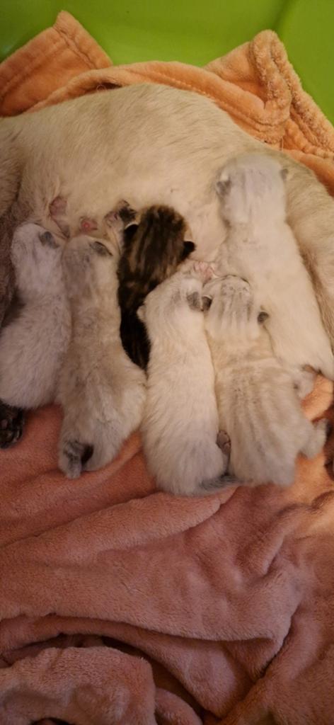 Britse korthaar/langhaar kittens raszuiver, Dieren en Toebehoren, Katten en Kittens | Overige Katten, Meerdere dieren, Kortharig