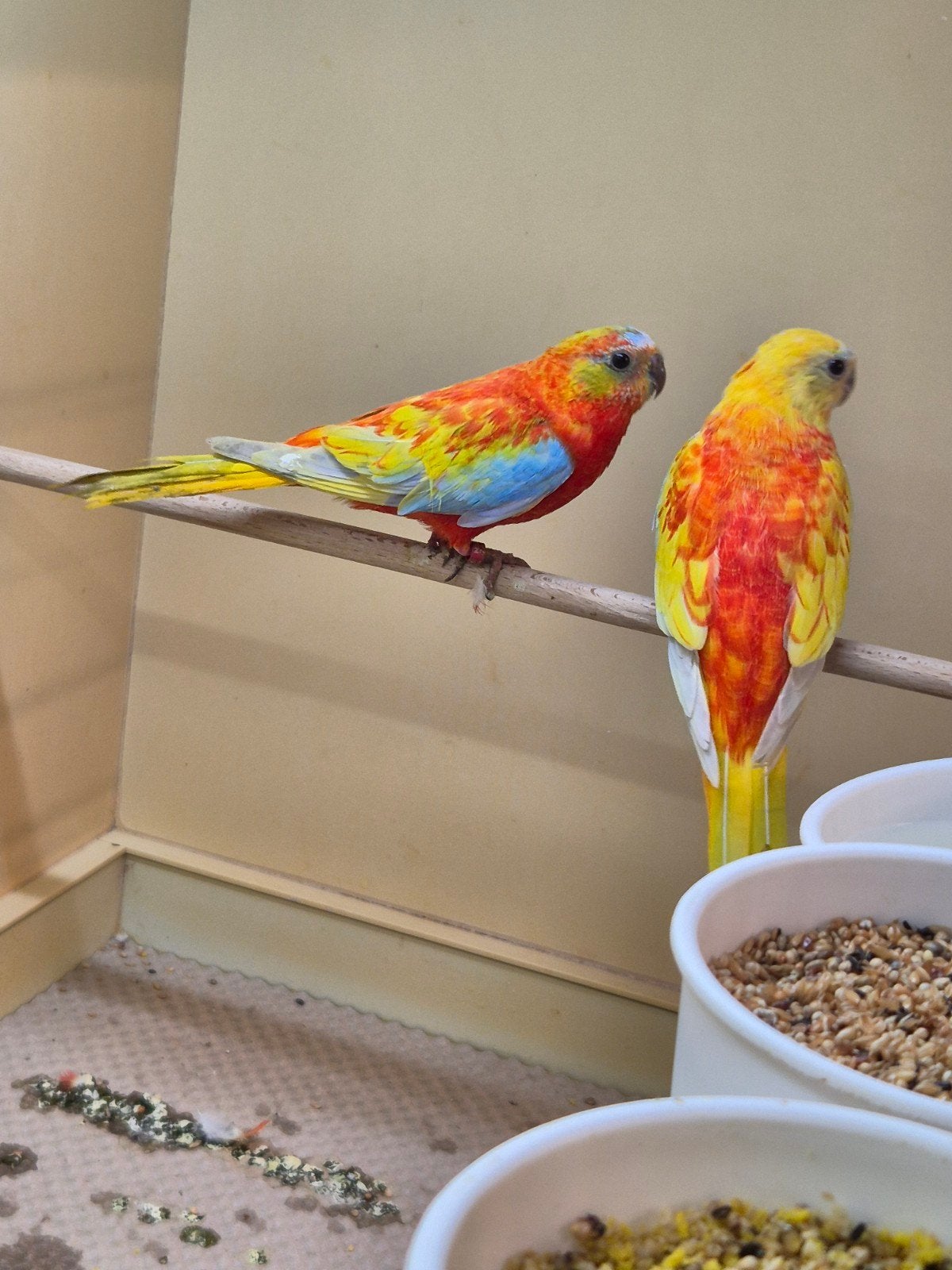 turqoisine turqioisine turquisine parkiet opaline dilute