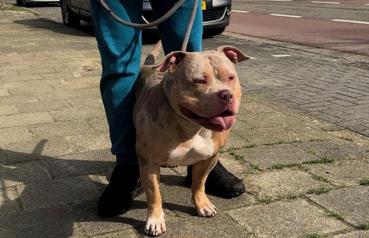 Pocket Bully pups, Overige rassen, 8 tot 15 weken, Teef, Parvo