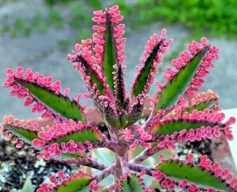 Stekjes en zaden Mother of thousand roze, Ophalen, Overige soorten, Volle zon