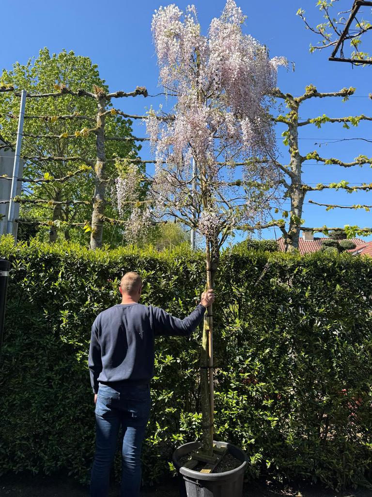 Wisteria sinensis rosea op stam vol knop bloem, Tuin en Terras, Planten | Bomen, 100 tot 250 cm, Zomer, Zuilboom, Ophalen