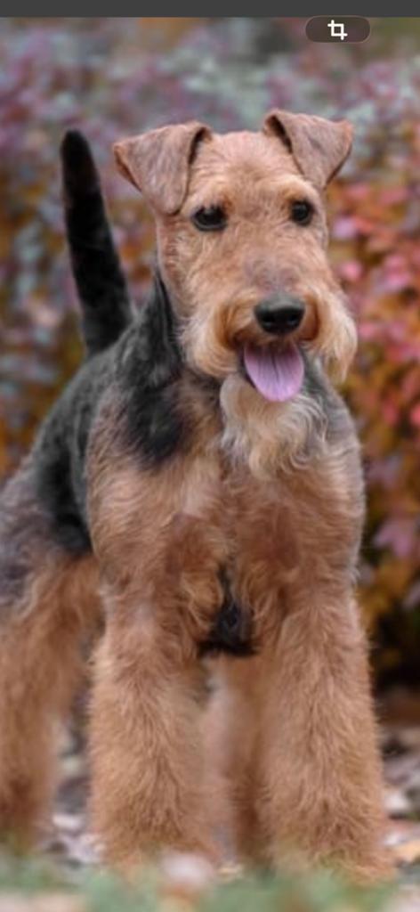 Gezocht Welsh terriër, Parvo, Nederland, Eén hond, Fokker | Professioneel