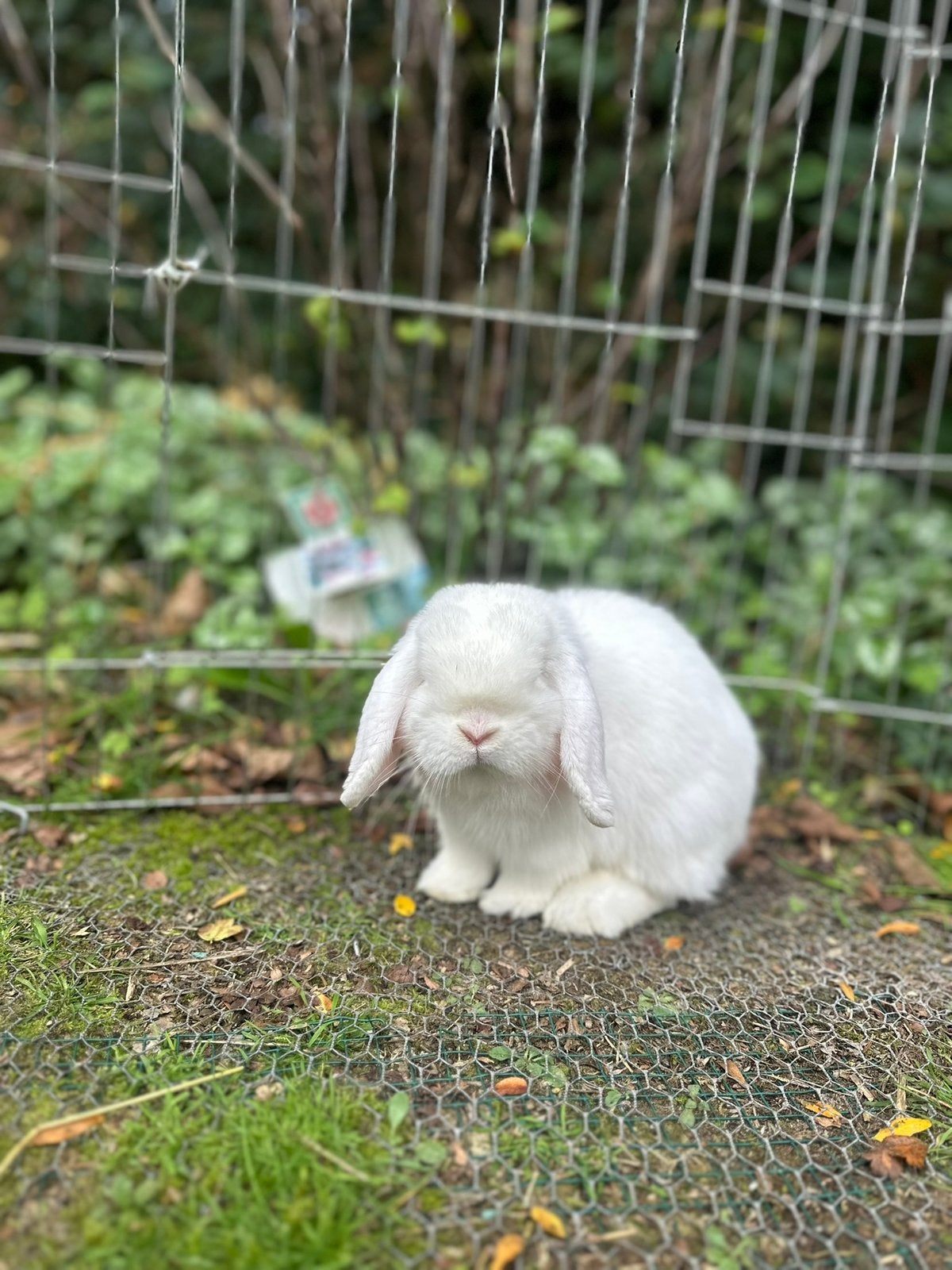 Gecastreerd rammetje  gezocht, Dieren en Toebehoren