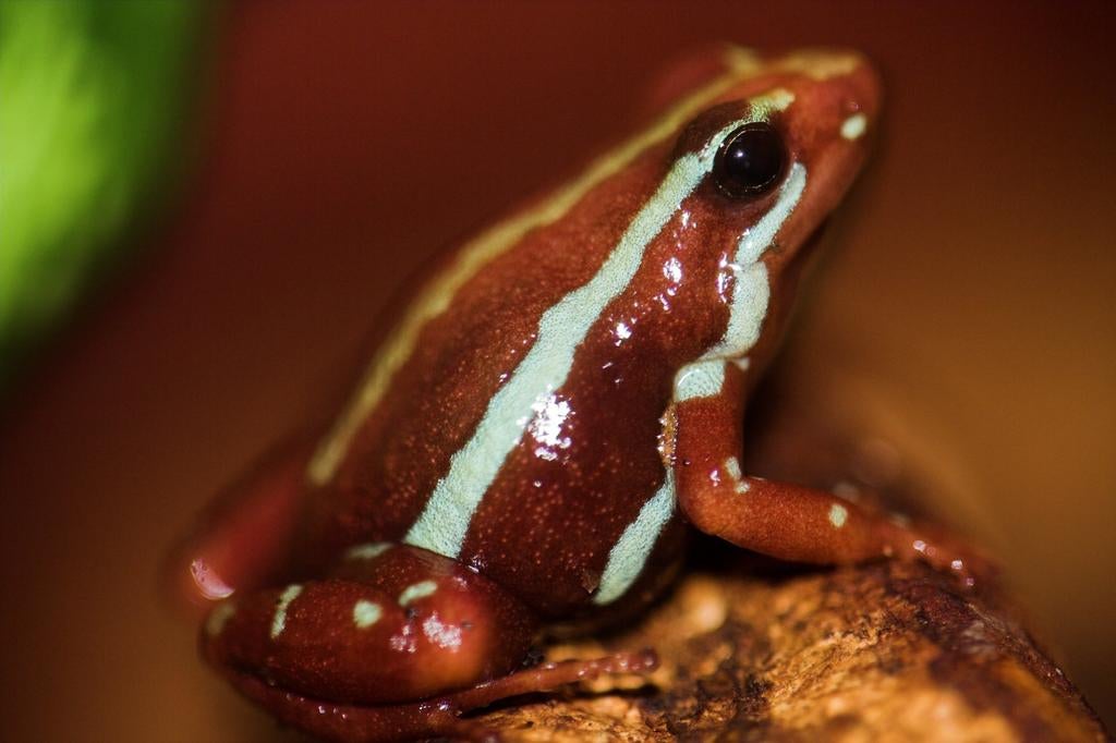 Gezocht: Tricolor pijlgifkikkers, in omgeving zeeland., Dieren en Toebehoren, Reptielen en Amfibieën, 0 tot 2 jaar