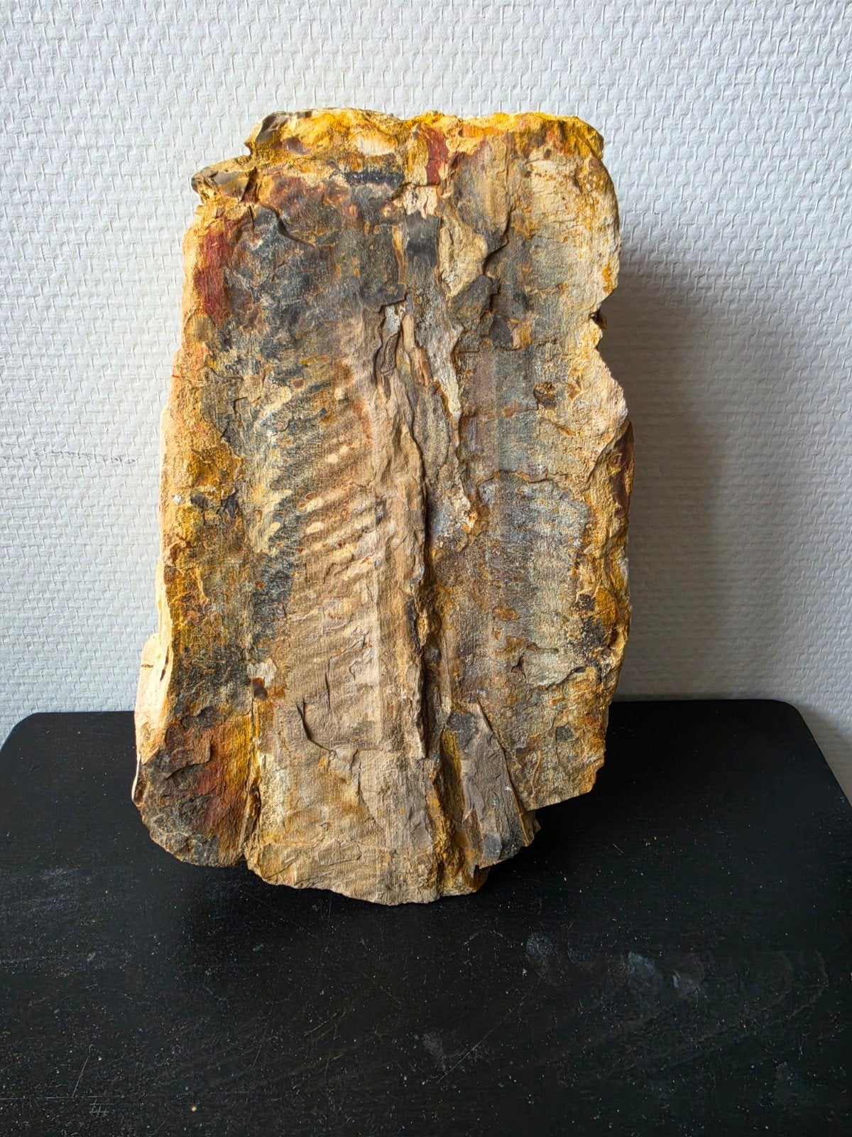 fossiel , een geologisch verzamel object van een oeroude pla, Ophalen of Verzenden, Fossiel