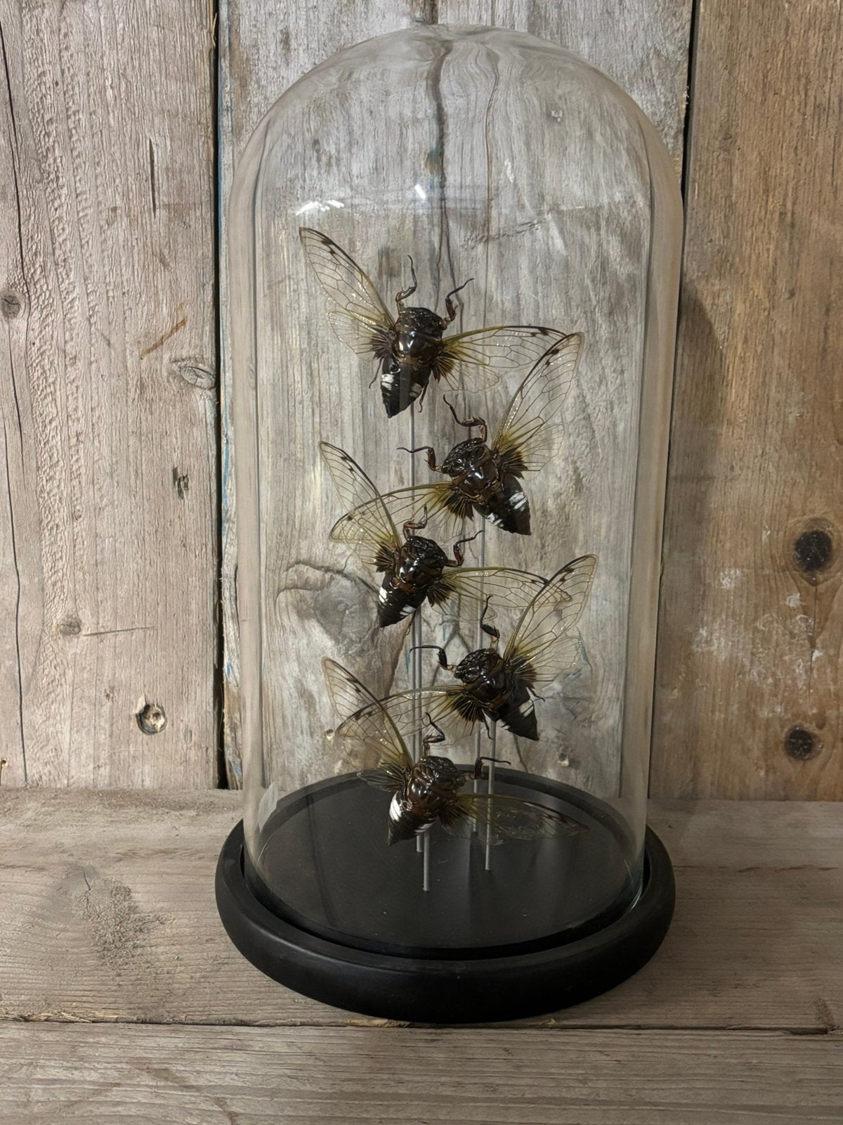 Mooie stolp met 5x Black Clearwing-cicaden, Ophalen of Verzenden, Nieuw, Insect, Opgezet dier