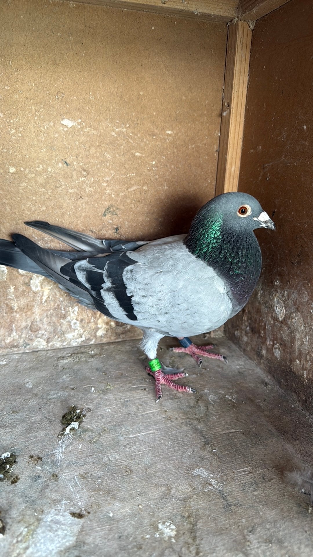 Doffer399, Dieren en Toebehoren, Vogels | Duiven, Mannelijk, Postduif